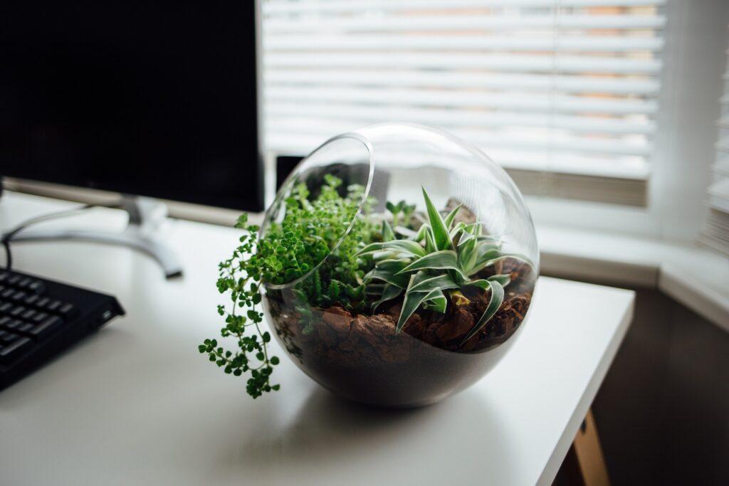 Desk plant pic